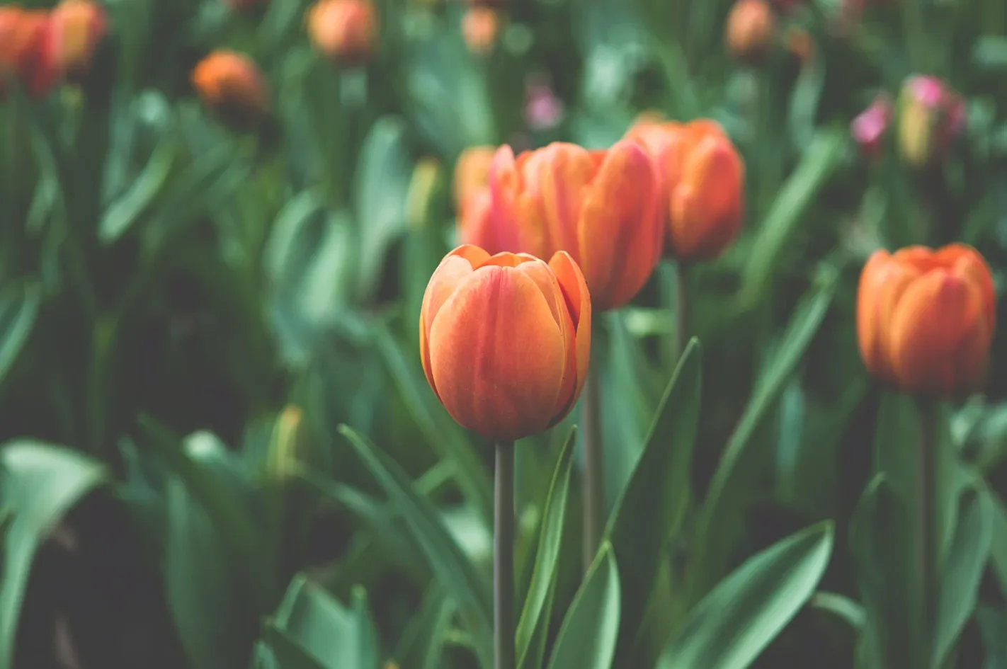 Tulipes en culture, aux pétales orangés et au feuillage vert