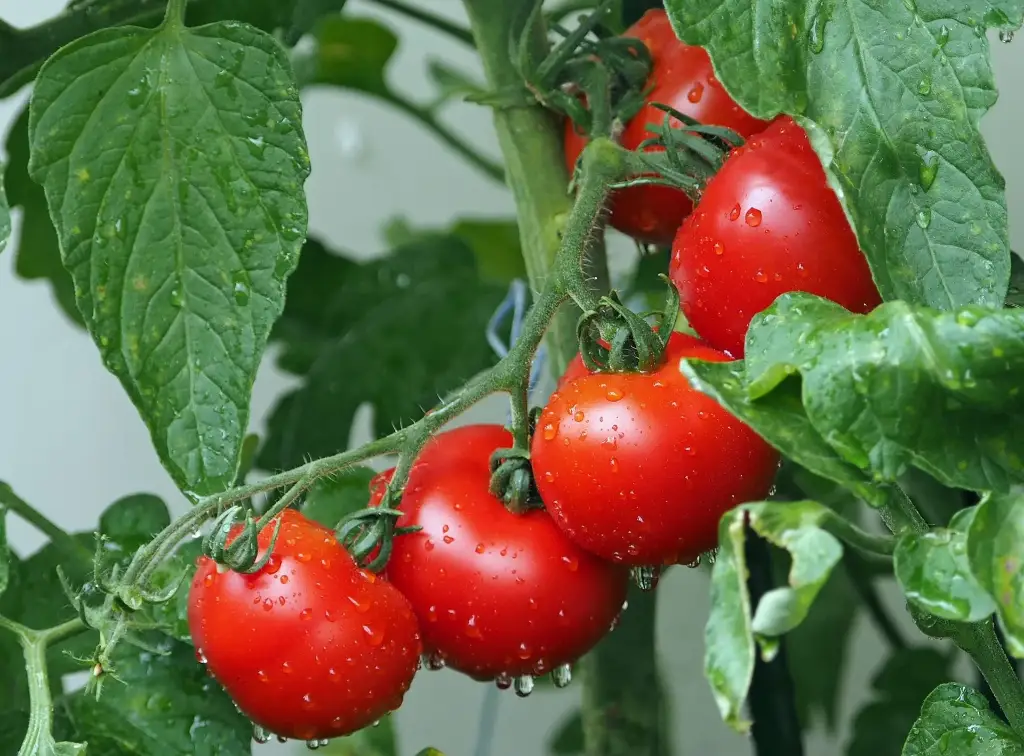 Grappe de tomates rouges parmi les feuilles, avec des gouttes d’eau